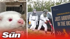 COVID-19: Denmark off UK travel list as country culls millions of mink over new coronavirus strain