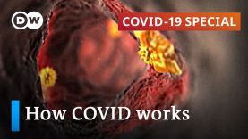 How does coronavirus attack your body? | COVID-19 Special