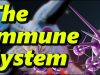 The Human Immune System – What Happens During A COVID Infection?